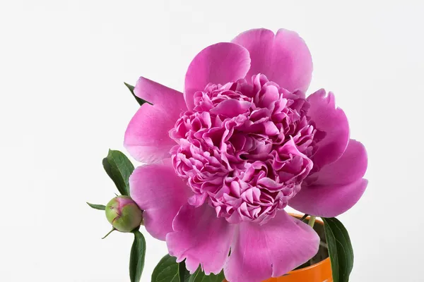 Pink peony — Stock Photo, Image