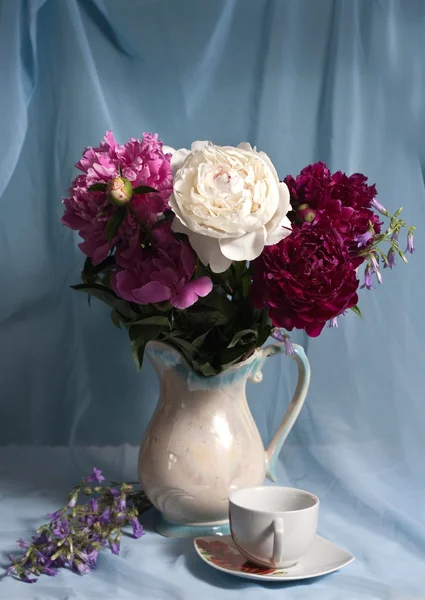 Peonies — Stock Photo, Image