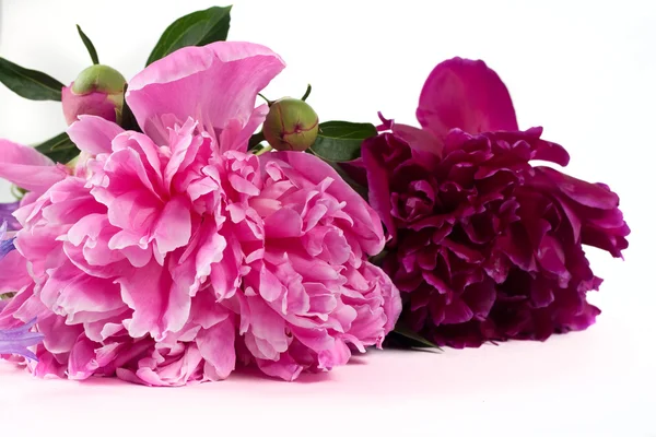 Pink peony Royalty Free Stock Photos