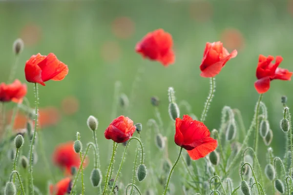 Vallmofält — Stockfoto