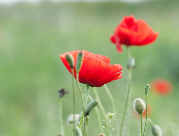 Poppy pole — Stock fotografie