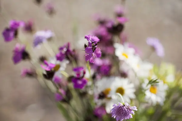 Bouquet of wild natural flowers — Stock Photo, Image