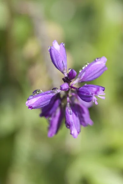 Bleuet fleurs sauvages — Photo