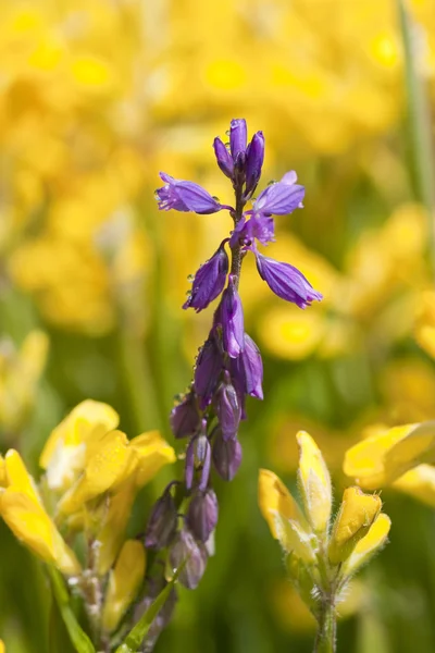 Bluebonnet wilde bloemen — Stockfoto