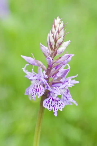 Bluebonnet kır çiçekleri — Stok fotoğraf