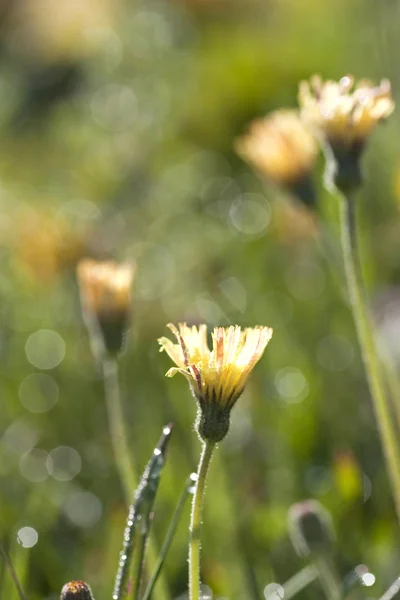 Gele paardebloem — Stockfoto