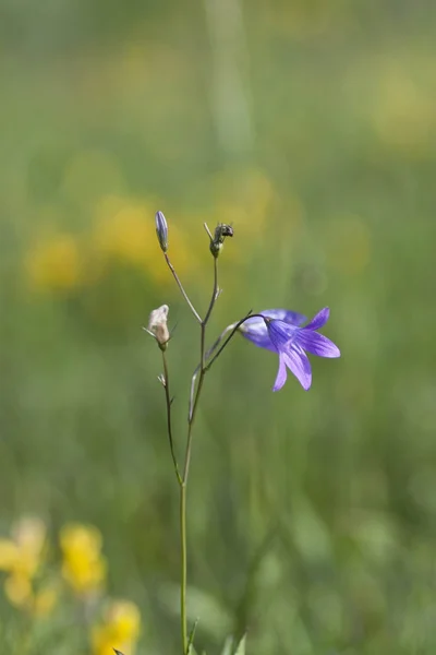 Campanula — Stockfoto