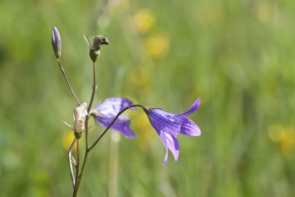 Campanula — Stockfoto