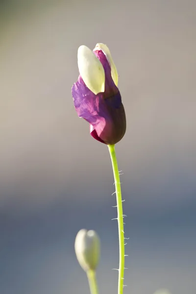 Pole makowe — Zdjęcie stockowe