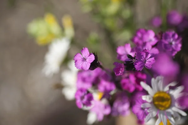 Bouquet of wild natural flowers — Stock Photo, Image