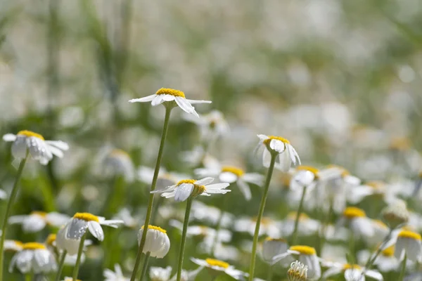 Kamille — Stockfoto