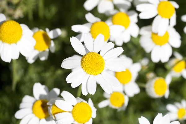 Wilde kamille — Stockfoto