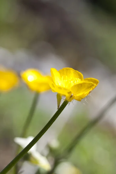 Papatya çayı — Stok fotoğraf