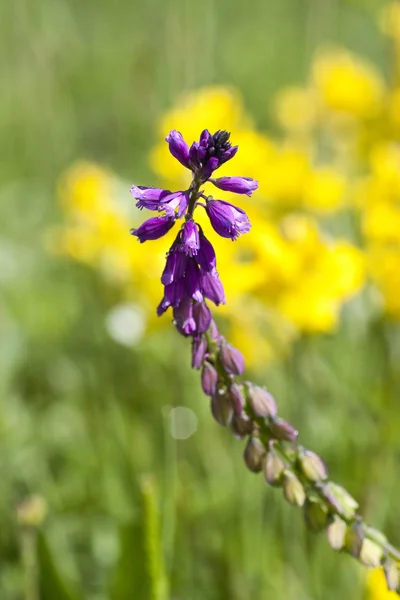 Maximální bluebonnet květy — Stock fotografie