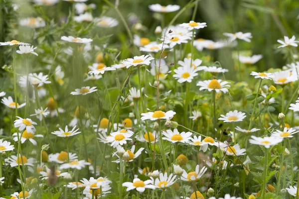 Blåklocka blommor — Stockfoto