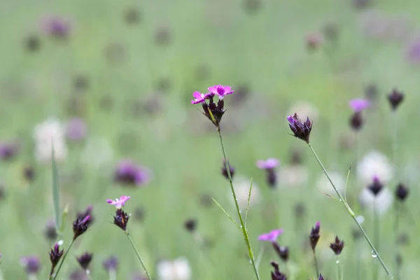 Flores de maíz azules — Foto de Stock