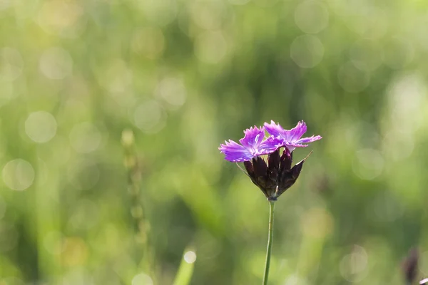 Flores de maíz azules —  Fotos de Stock