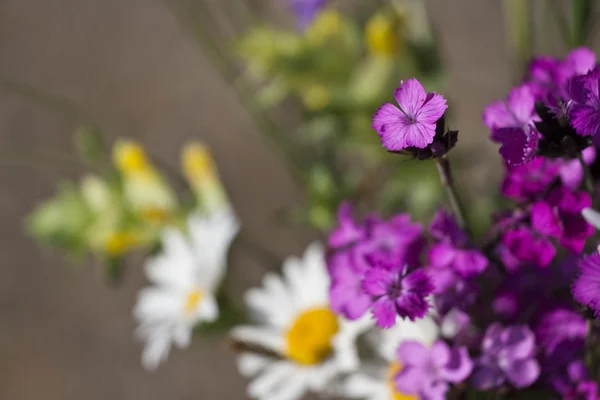 Bluebonnet flores silvestres — Fotografia de Stock