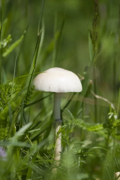 Een giftige paddestoel — Stockfoto