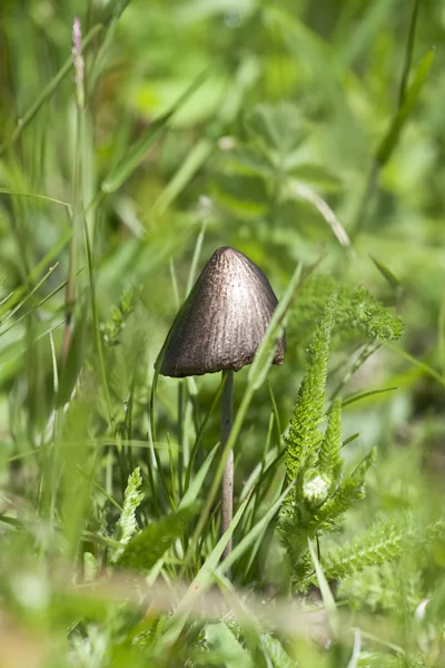 Um cogumelo venenoso — Fotografia de Stock