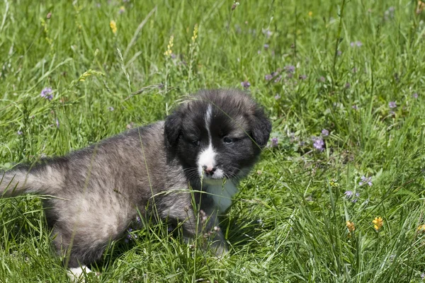 Puppy — Stock Photo, Image