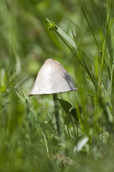 Een giftige paddestoel — Stockfoto