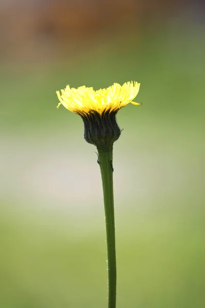 Gele paardebloem — Stockfoto