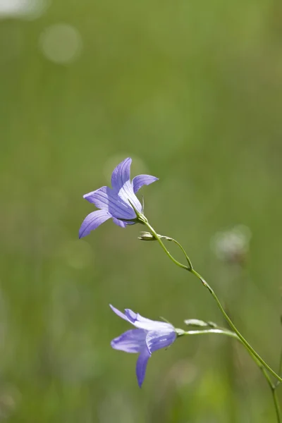 Campanula — Stockfoto