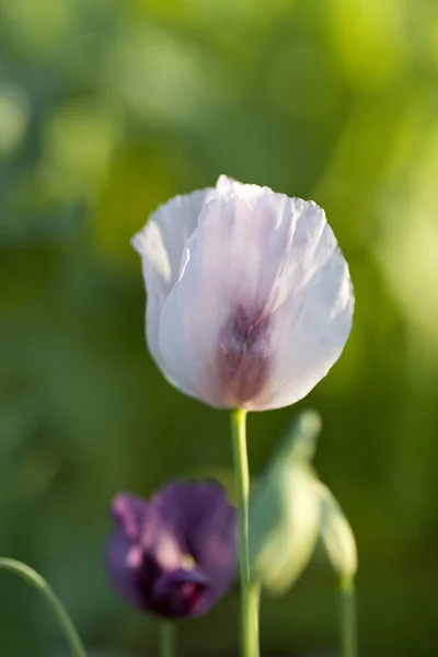 Vallmoblomma — Stockfoto