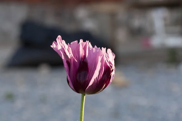 Flor de amapola —  Fotos de Stock