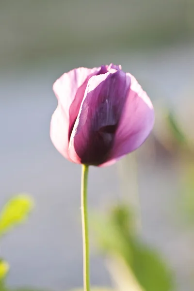 Valmueblomst - Stock-foto