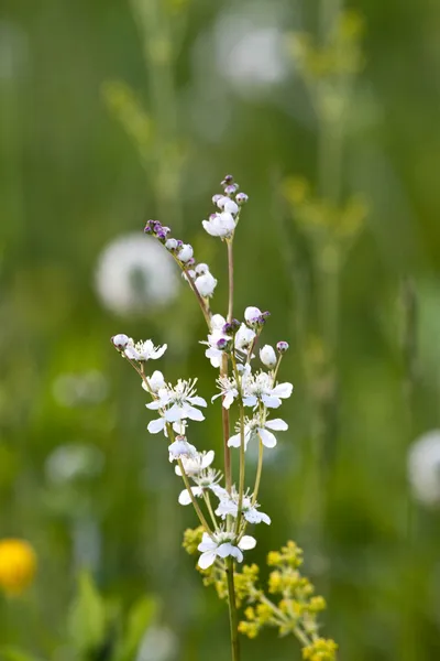 Landwirtschaft, asiatisch, Hintergrund, schön, Biologie, chinesisch, cla — Stockfoto