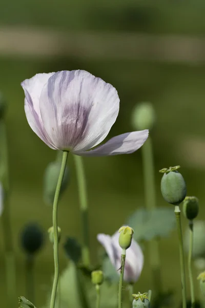 Vita vallmo — Stockfoto