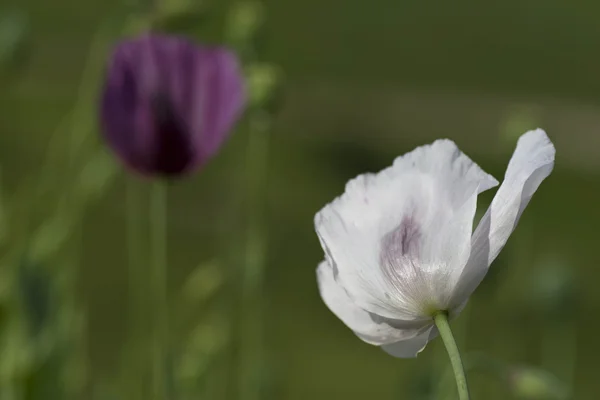 White poppies — ストック写真