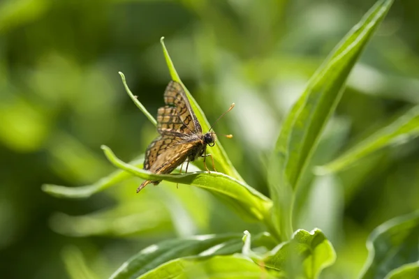 Vlinder — Stockfoto