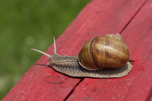 Snigel — Stockfoto