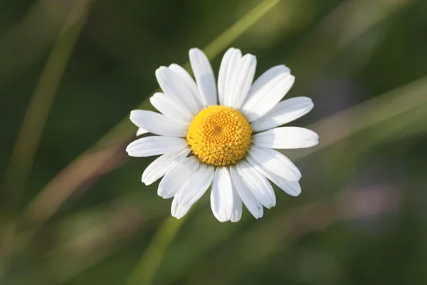 野生の花 — ストック写真