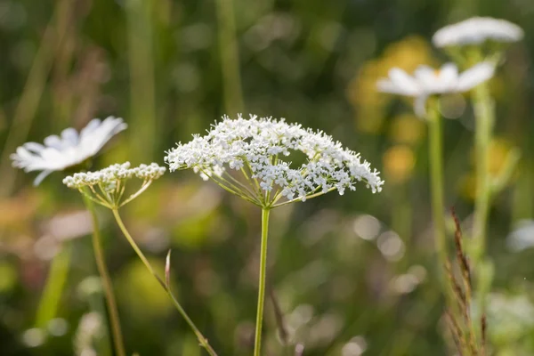 Flores silvestres — Foto de Stock