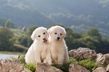 Köpekler