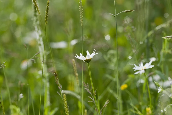 Wilde bloemen — Stockfoto