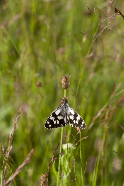 Butterfly — Stock Photo, Image