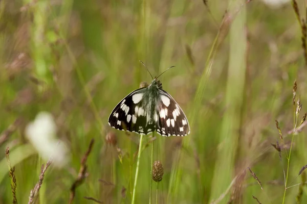 Butterfly — Stock Photo, Image