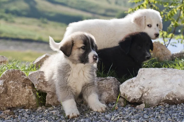 Anjing — Stok Foto