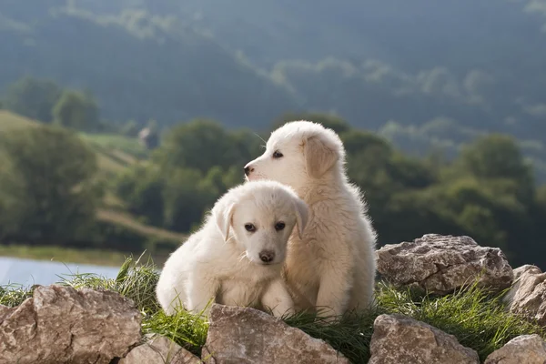 Dogs — Stock Photo, Image