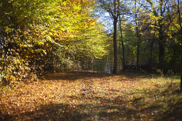 Skog — Stockfoto