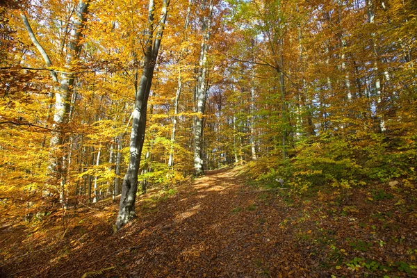 Gęsty las. — Zdjęcie stockowe