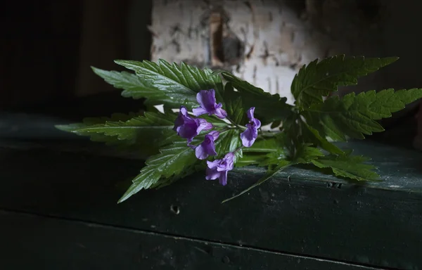 Blue wild flowers — Stock Photo, Image