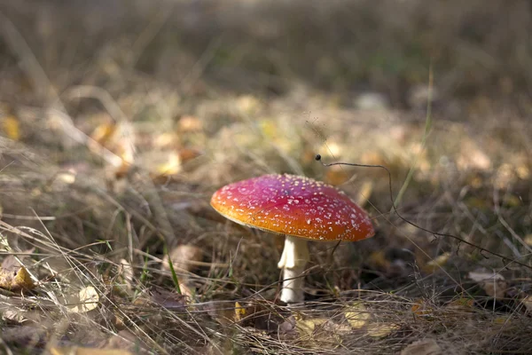 Paddenstoelen — Stockfoto