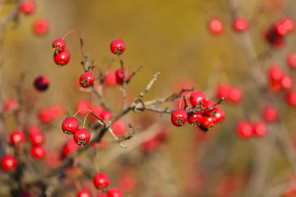 Hawthorn — Stock Photo, Image