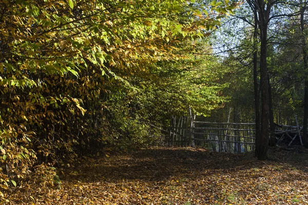 Bosbouw — Stockfoto